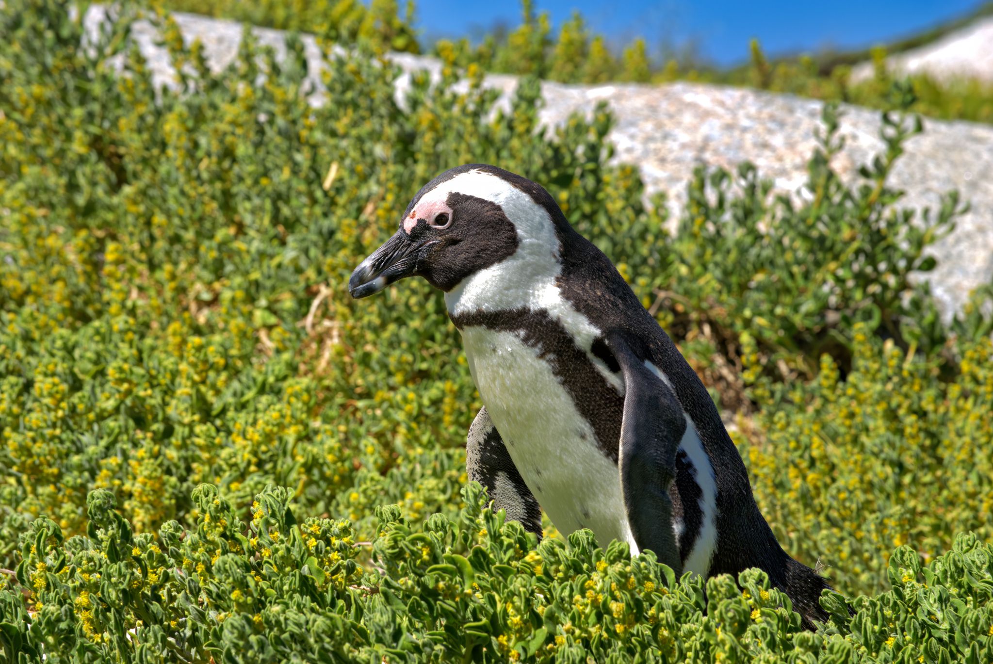 Boulders Beach in Simon's Town